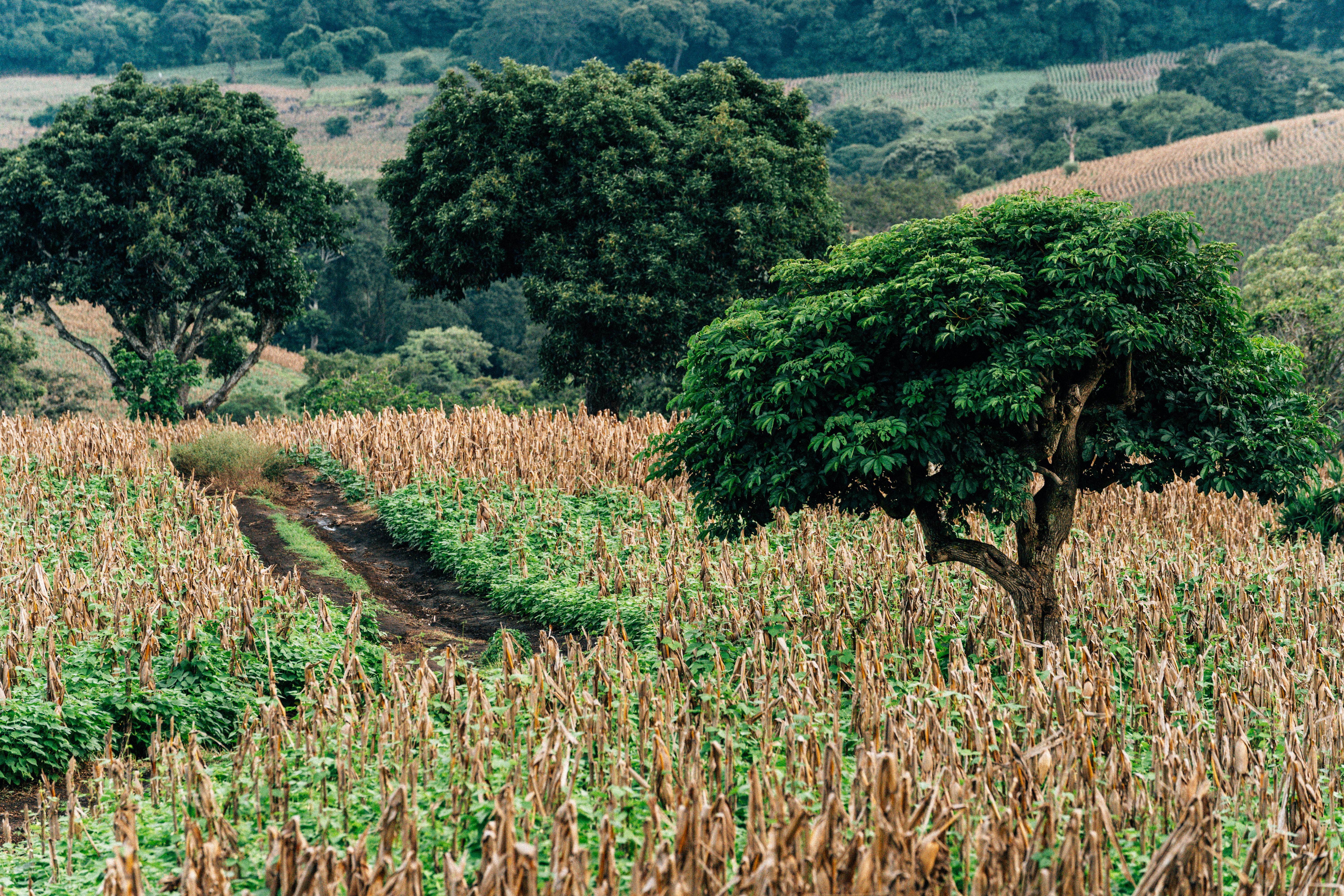 Ultimate Guide to Viral Videos: Characteristics and Tips