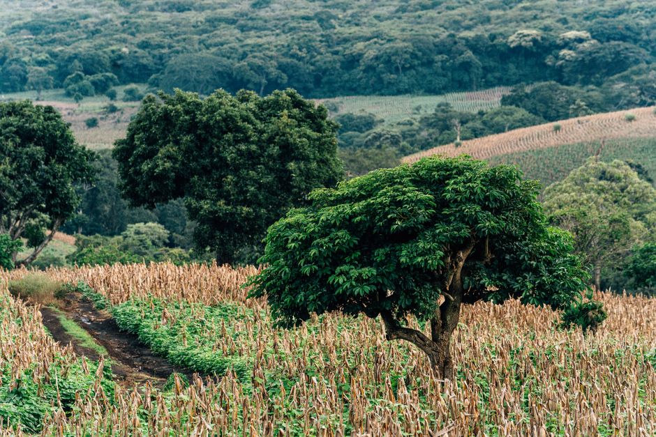 Investisseur minier Guinée — Investir dans le secteur minier guinéen 2026