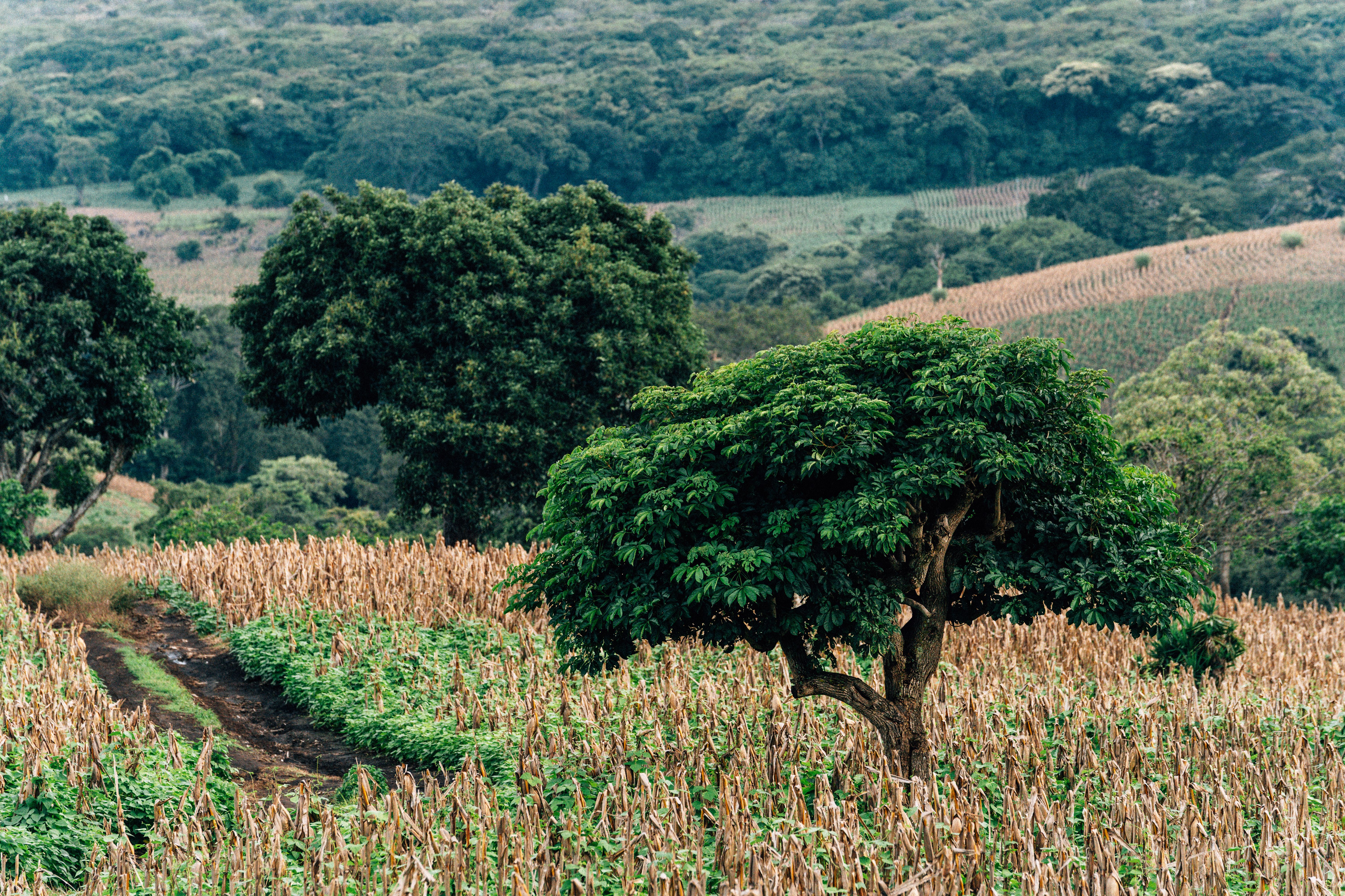 Lush Farmland Landscape with Verdant Trees · Free Stock Photo