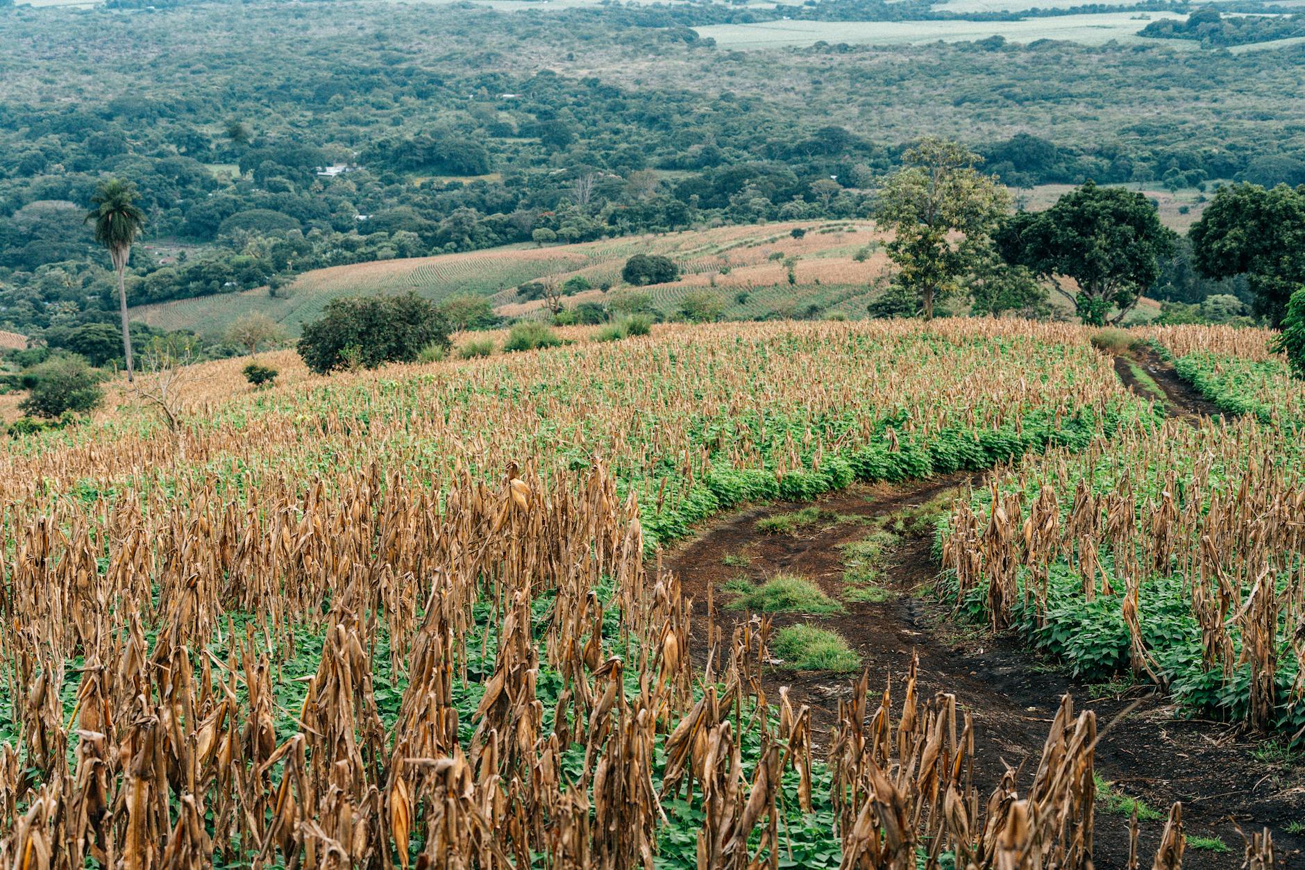 Aerial view of lush green and dry agricultural fields under a cloudy sky.