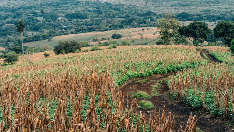 ANE Corte Exportação Soja Brasil: Impacto em Abril e Futuro ANE Corte Exportação Soja Brasil: Impacto em Abril e Futuro - Agro | Estrato