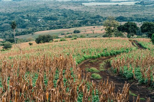 Free Aerial view of lush green and dry agricultural fields under a cloudy sky. Stock Photo