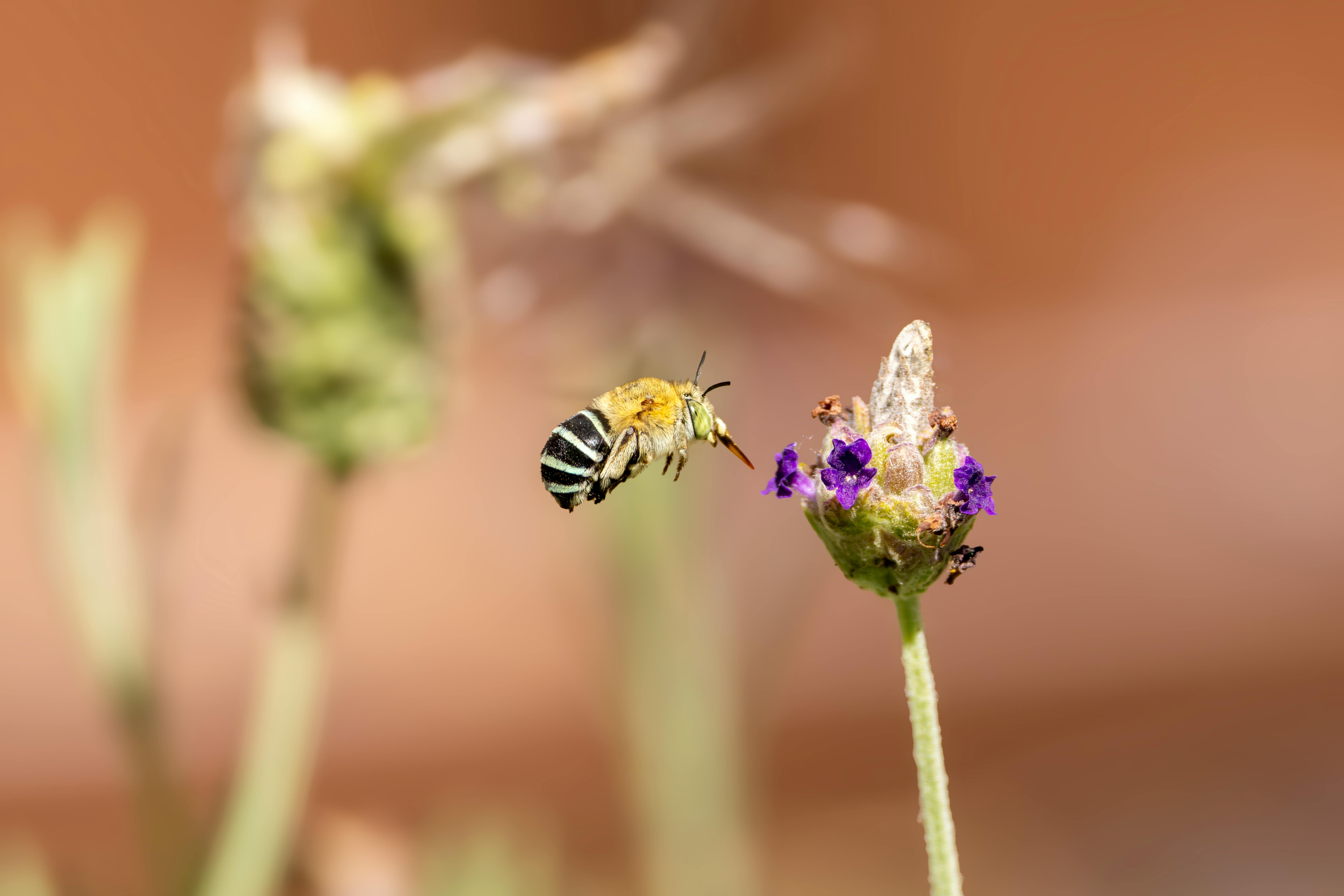 Rooftop Honeybee Havens: Creating Urban Apiaries for Sustainable Beekeeping