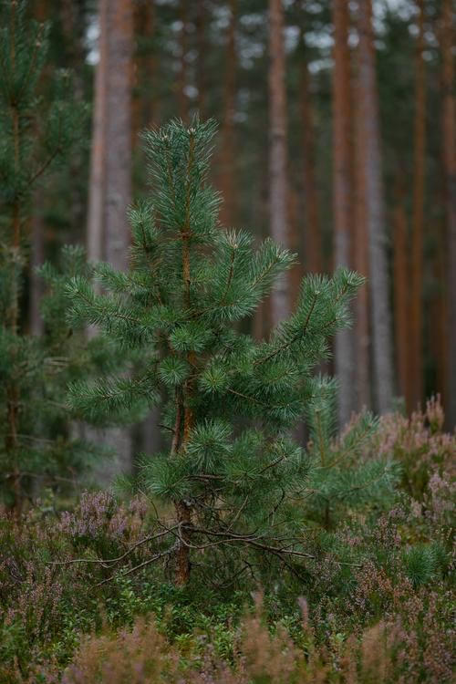 Free Serene forest scene featuring a vibrant pine tree surrounded by lush greenery. Stock Photo