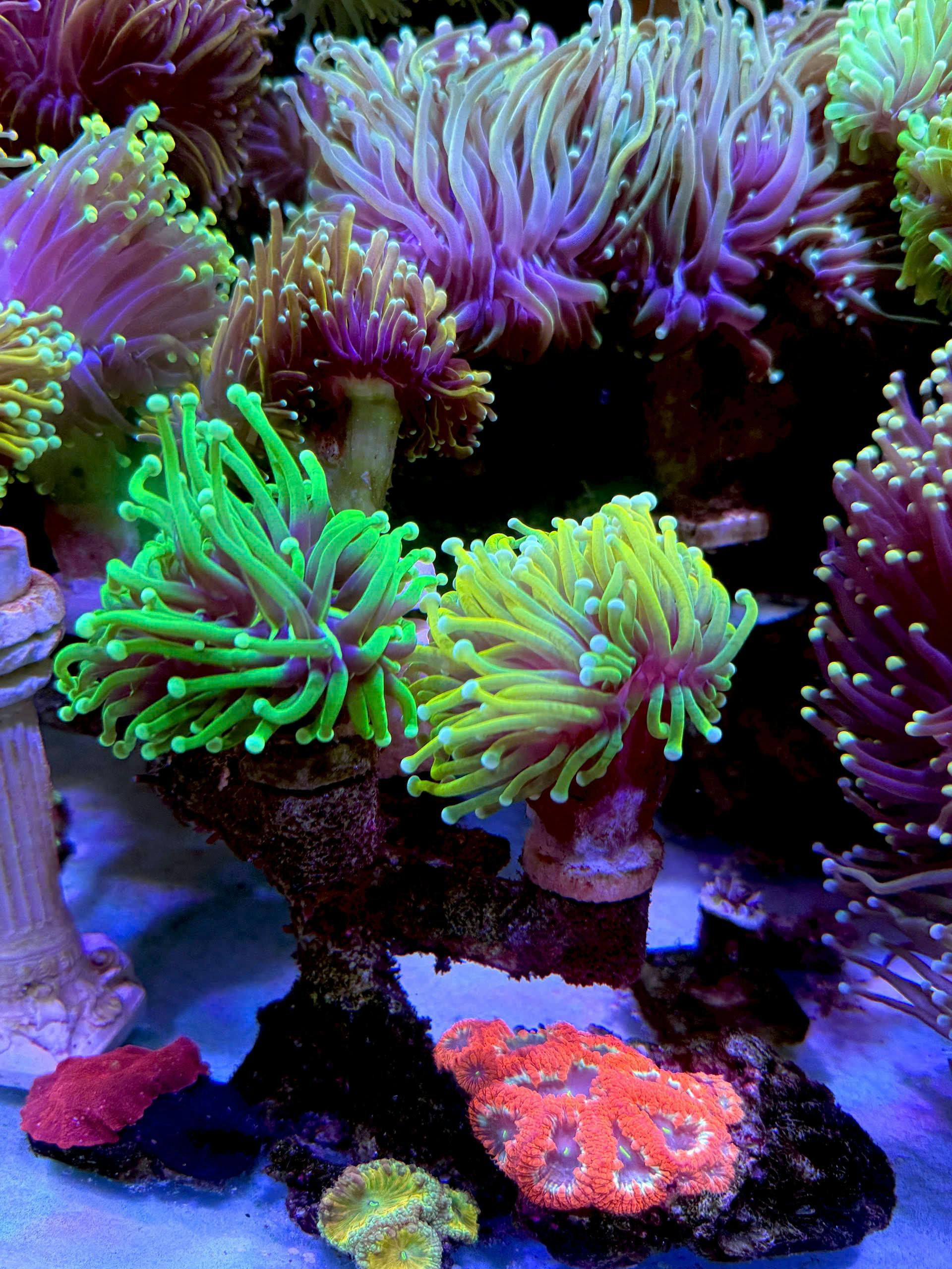 Colorful corals and anemones display vivid hues in a marine aquarium.