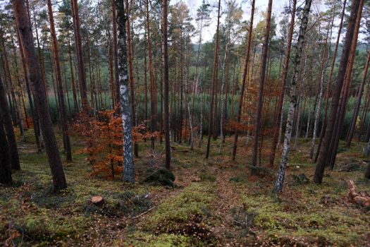 Peaceful forest scene in autumn with tall pine trees creating a serene atmosphere.