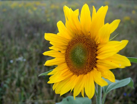 A vibrant sunflower in full bloom against a blurred meadow background.