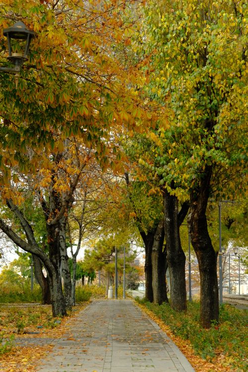 Free A tranquil park pathway during fall, lined with colorful trees displaying autumn foliage. Stock Photo