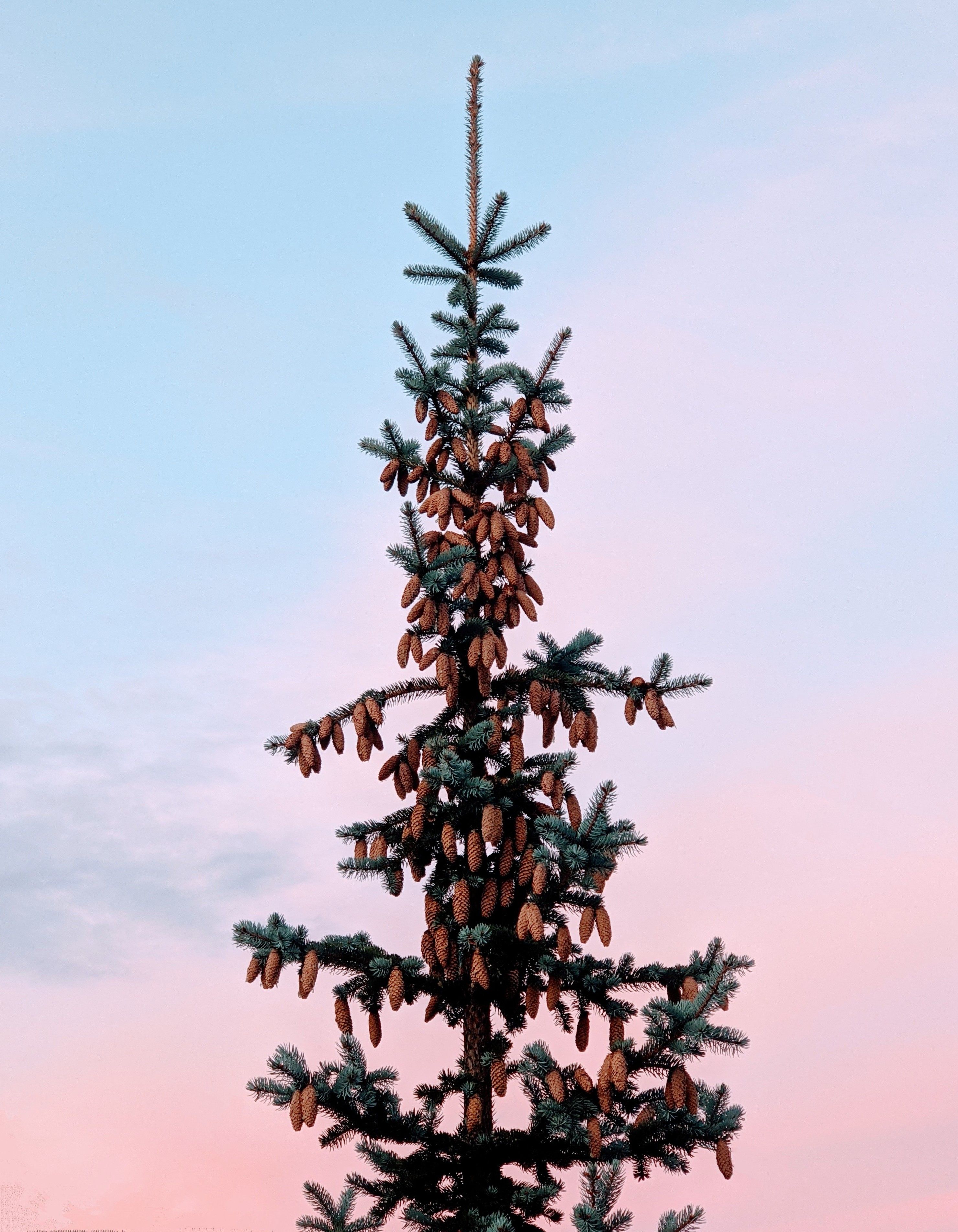 Colorado Blue Spruce tree adorned with cones set against a soft pastel sunset sky in Naberezhnye Chelny, Russia.