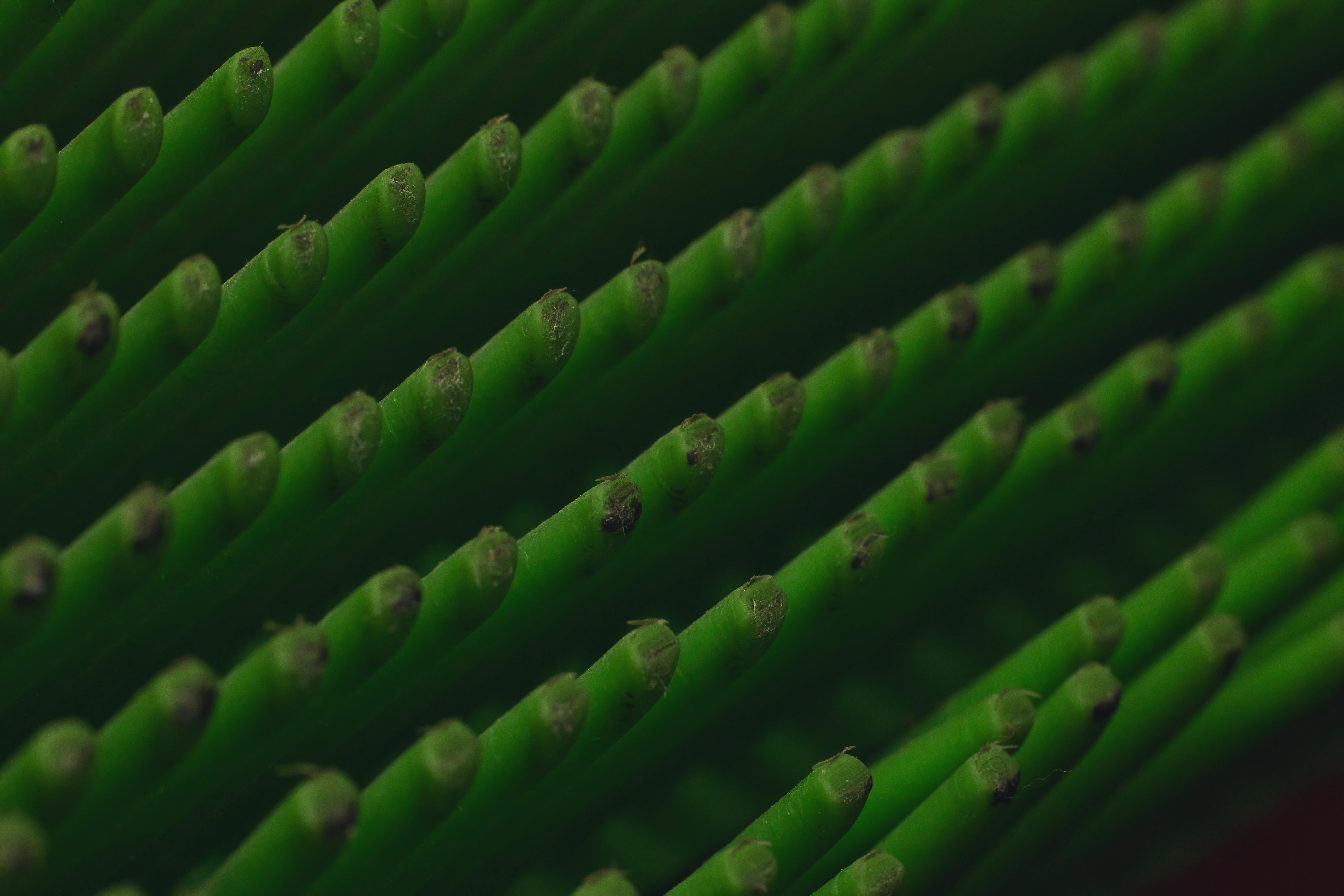 grátis Fotografia macro detalhada que destaca a textura e a estrutura verde vibrantes de uma planta. Foto profissional