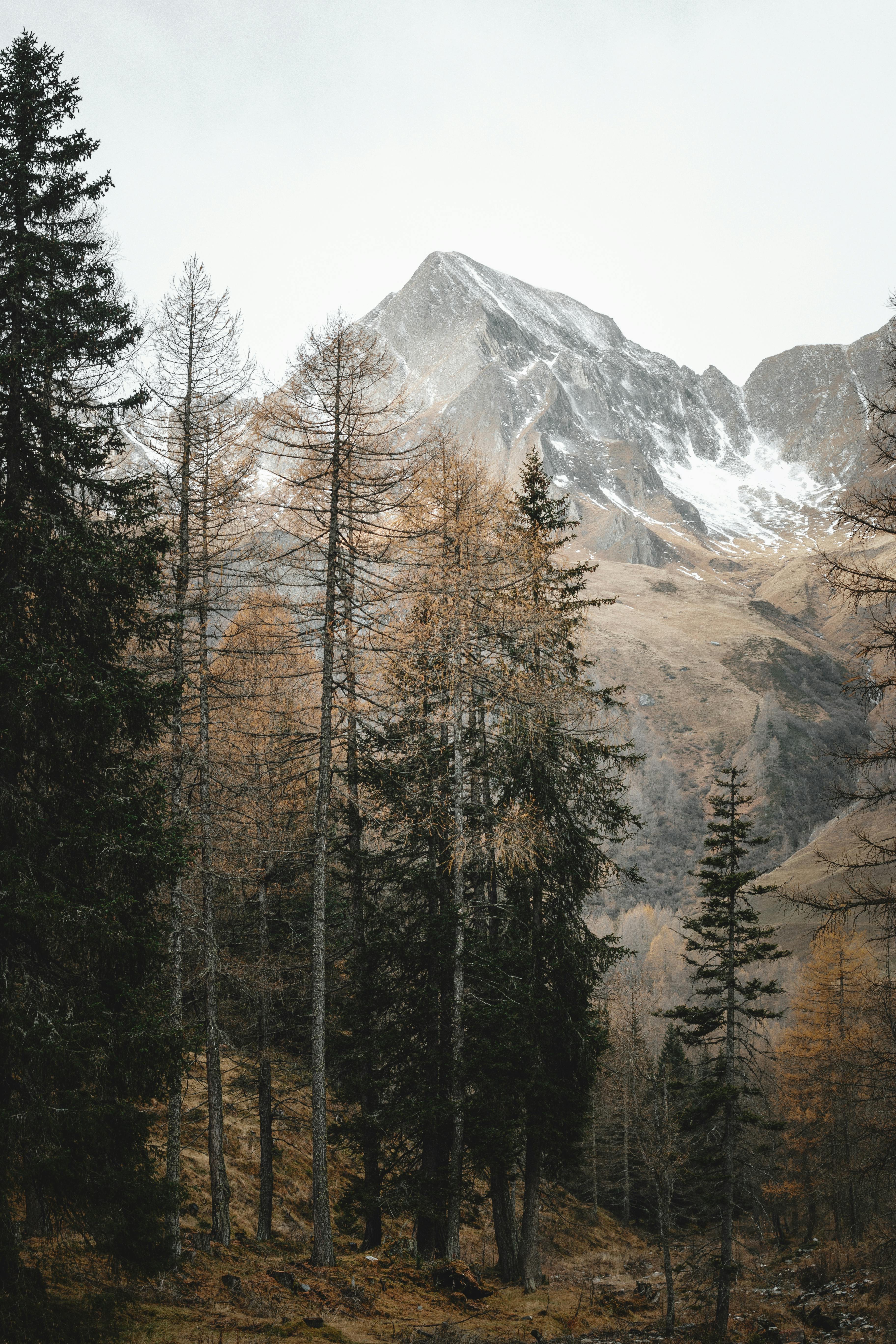 Snow-capped mountain peak towering above a serene forest in winter.