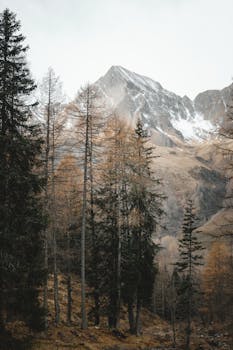 Snow-capped mountain peak towering above a serene forest in winter.