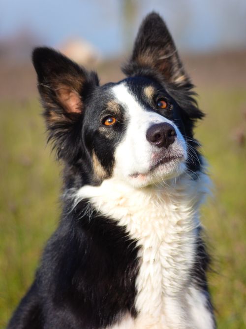 Free Close-up portrait of a Border Collie looking alert and curious outdoors. Stock Photo