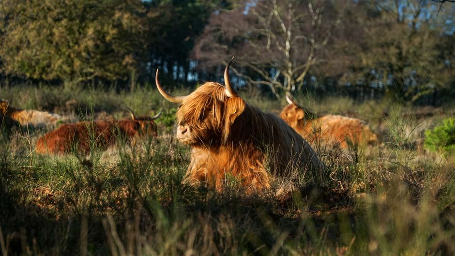 Essential Highland Cow Care: A Comprehensive Guide to Raising Healthy Herds Essential Highland Cow Care: A Comprehensive Guide to Raising Healthy Herds