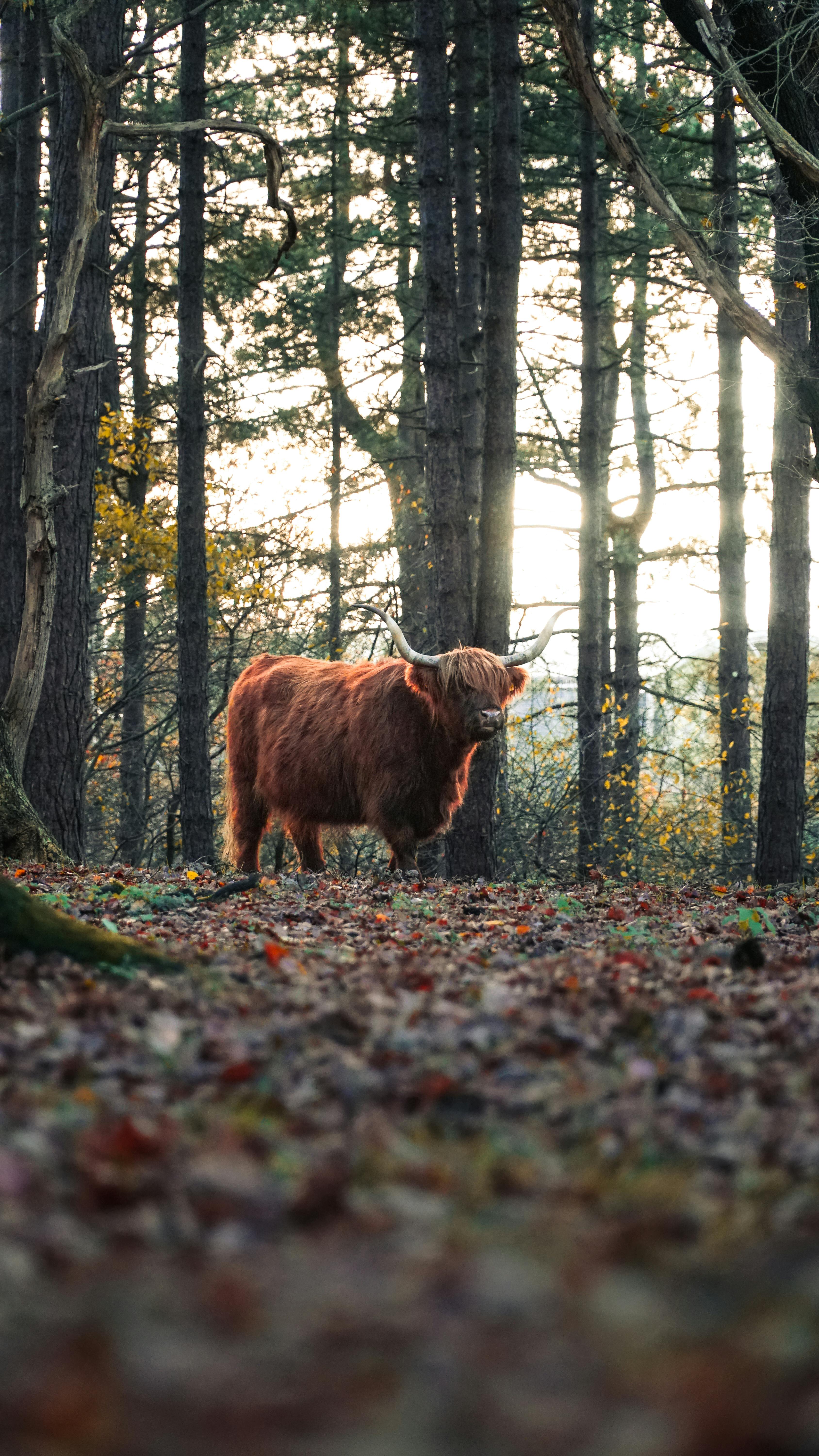 Gratuit Photos gratuites de agraire, animal en forêt, arbres Photos