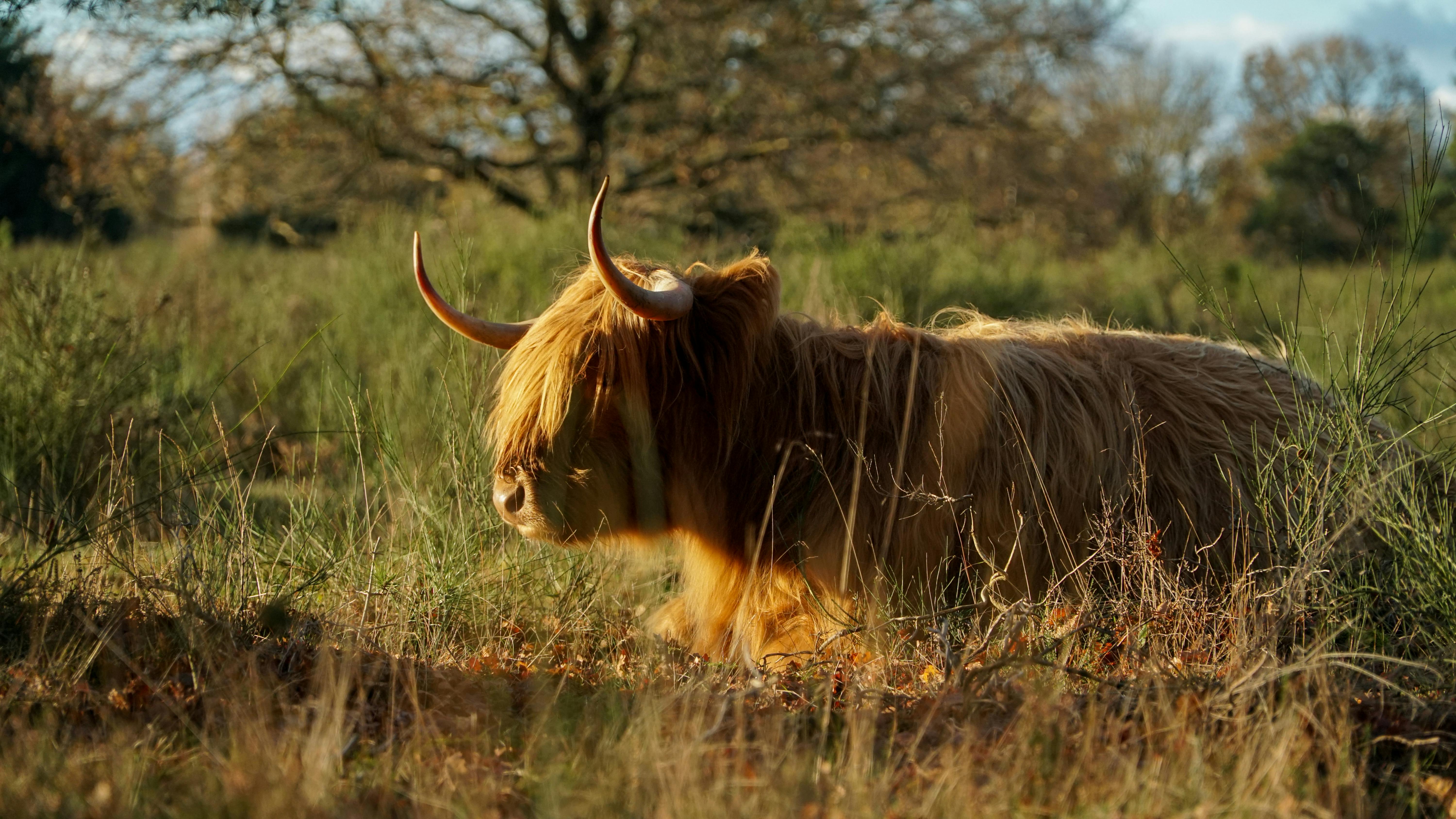 Gratuit Photos gratuites de agriculture, animal de ferme, animal domestique Photos