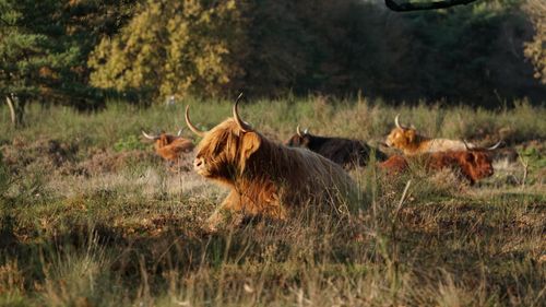 Free Highland cows with curved horns relaxing in a peaceful autumn landscape. Stock Photo