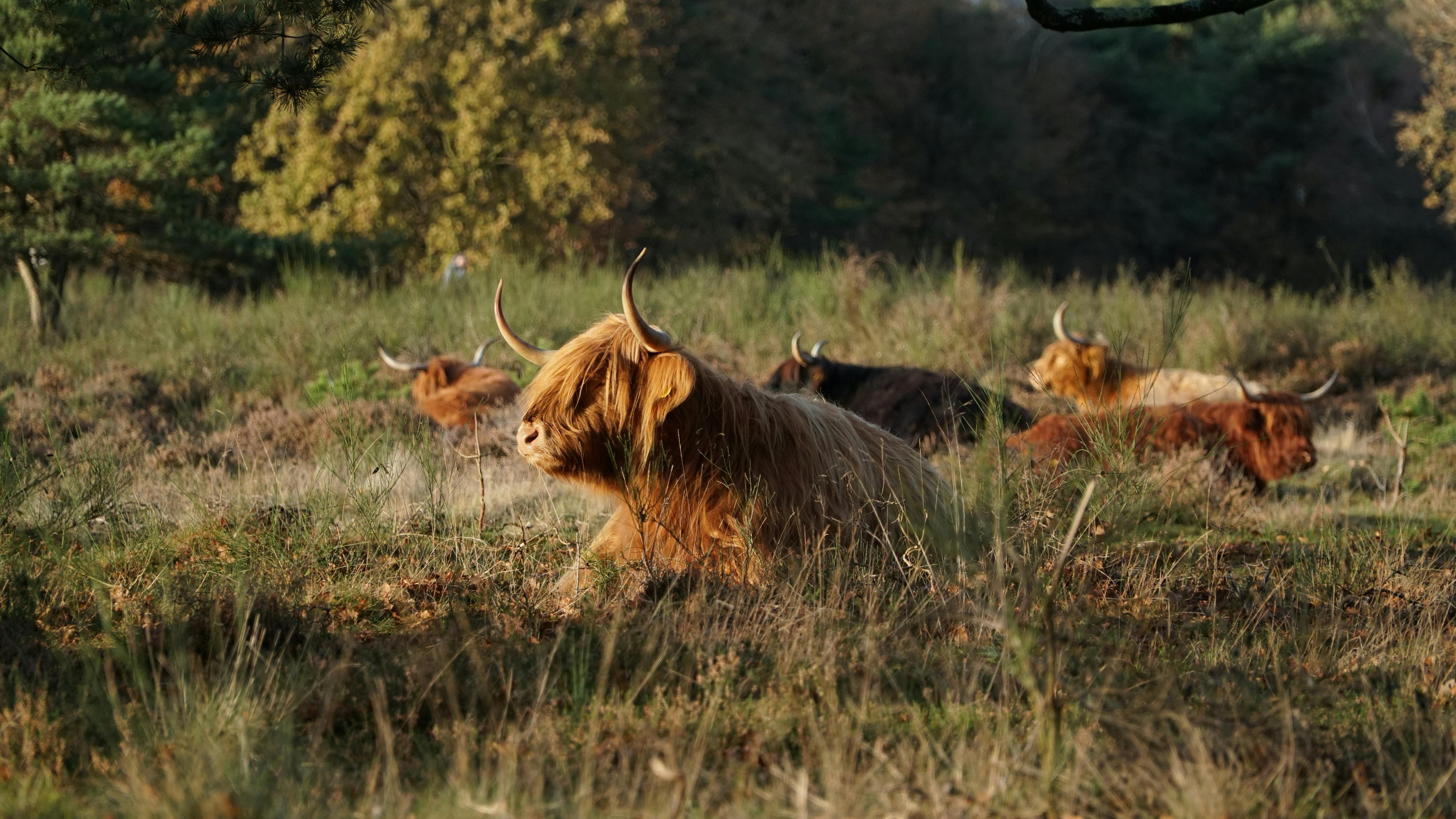 Gratuit Vaches des Highlands aux cornes recourbées se reposant dans un paisible paysage d'automne. Photos