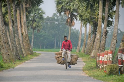 Free A man rides a bicycle loaded with straw along a palm-lined rural road in Bangladesh. Stock Photo