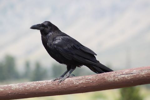 Corbeau domestique en France : peut-on acheter, adopter ou apprivoiser un corbeau ? Espèces protégées ou gibier, jusqu'à 6 corvidés sans formalité, certificat pour le grand corbeau, prix, oisillon trouvé, sanctions (2026)