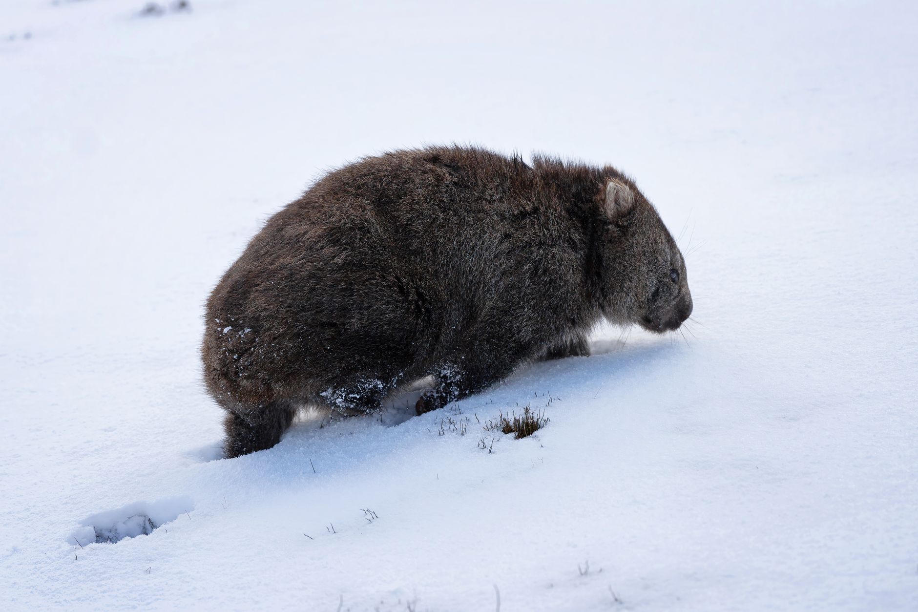 Sobrevivir tu Primer Invierno en Australia
