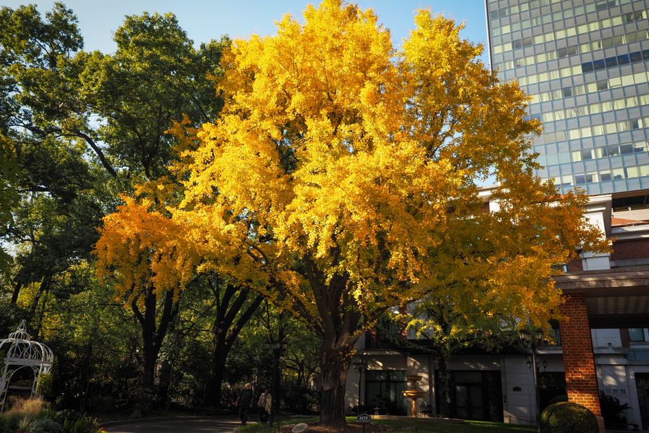 Vibrant ginkgo tree covered in golden autumn leaves on a city street — ginkgo tree species in Surrey BC