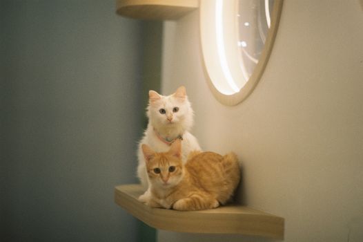 Two cute cats, white and ginger, relax on a modern indoor shelf next to a circular mirror.