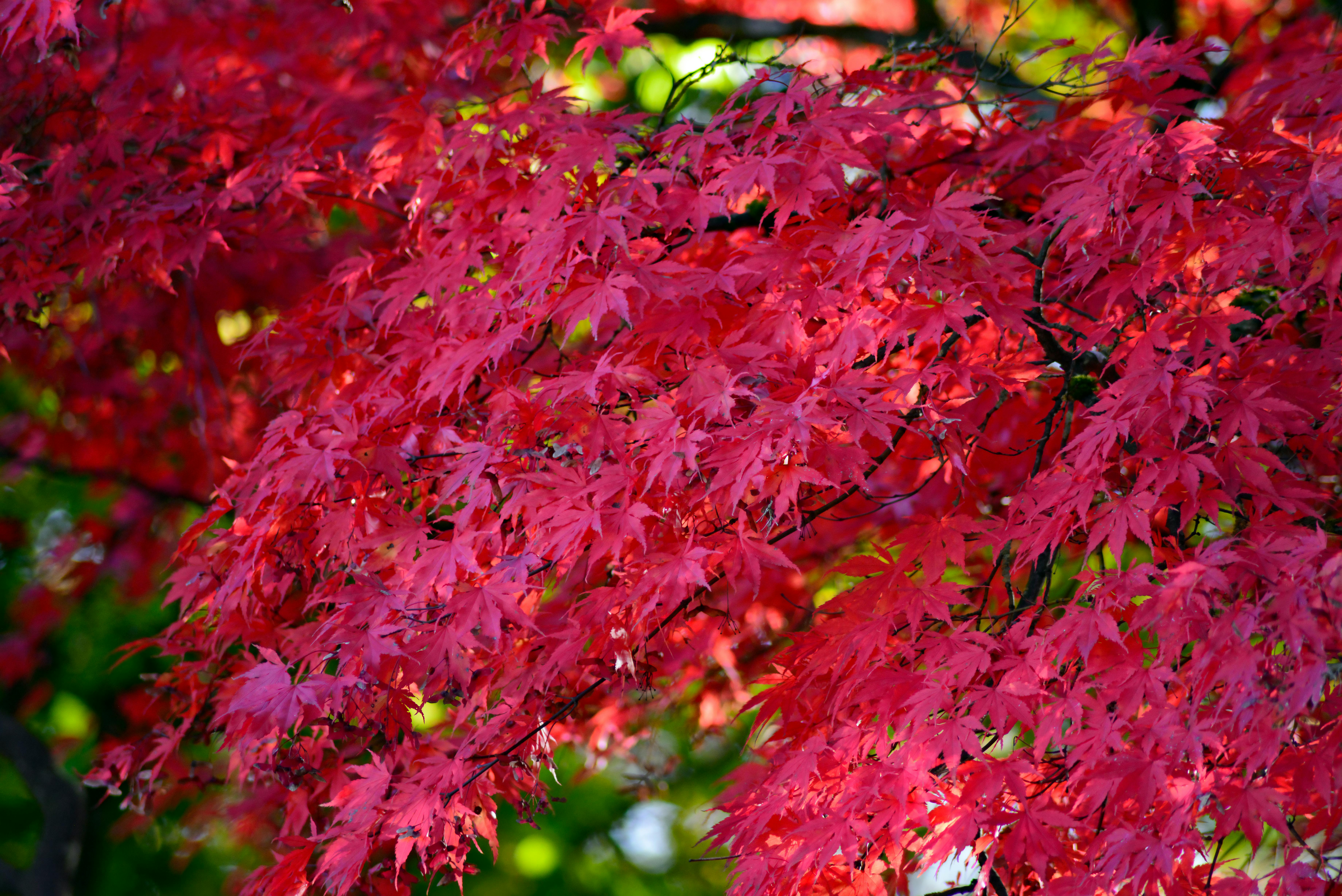 Close-up of vivid red maple leaves on a tree, capturing autumn's beauty.