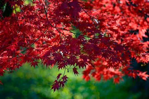 Close-up of bright red maple leaves in sunlight, creating a serene outdoor atmosphere