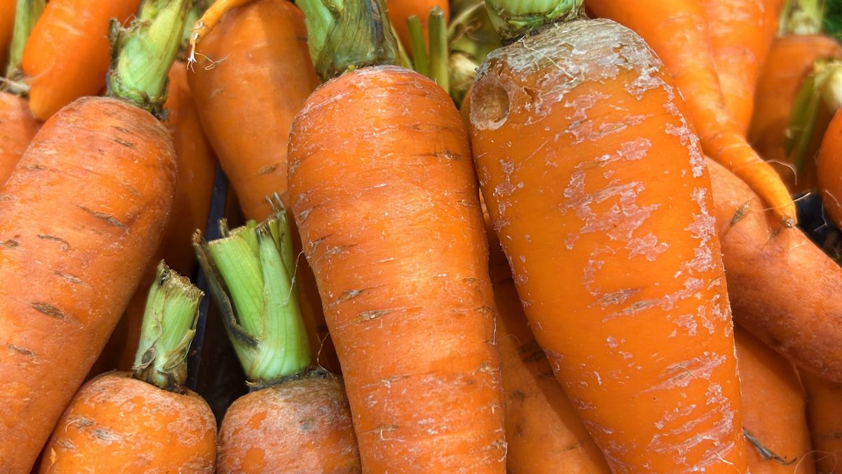 Comment réussir ses semis de légumes à racines en pot pour lhiver - illustration