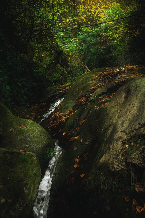 Free A tranquil stream runs through a lush forest with autumn leaves, creating a serene natural scene. Stock Photo