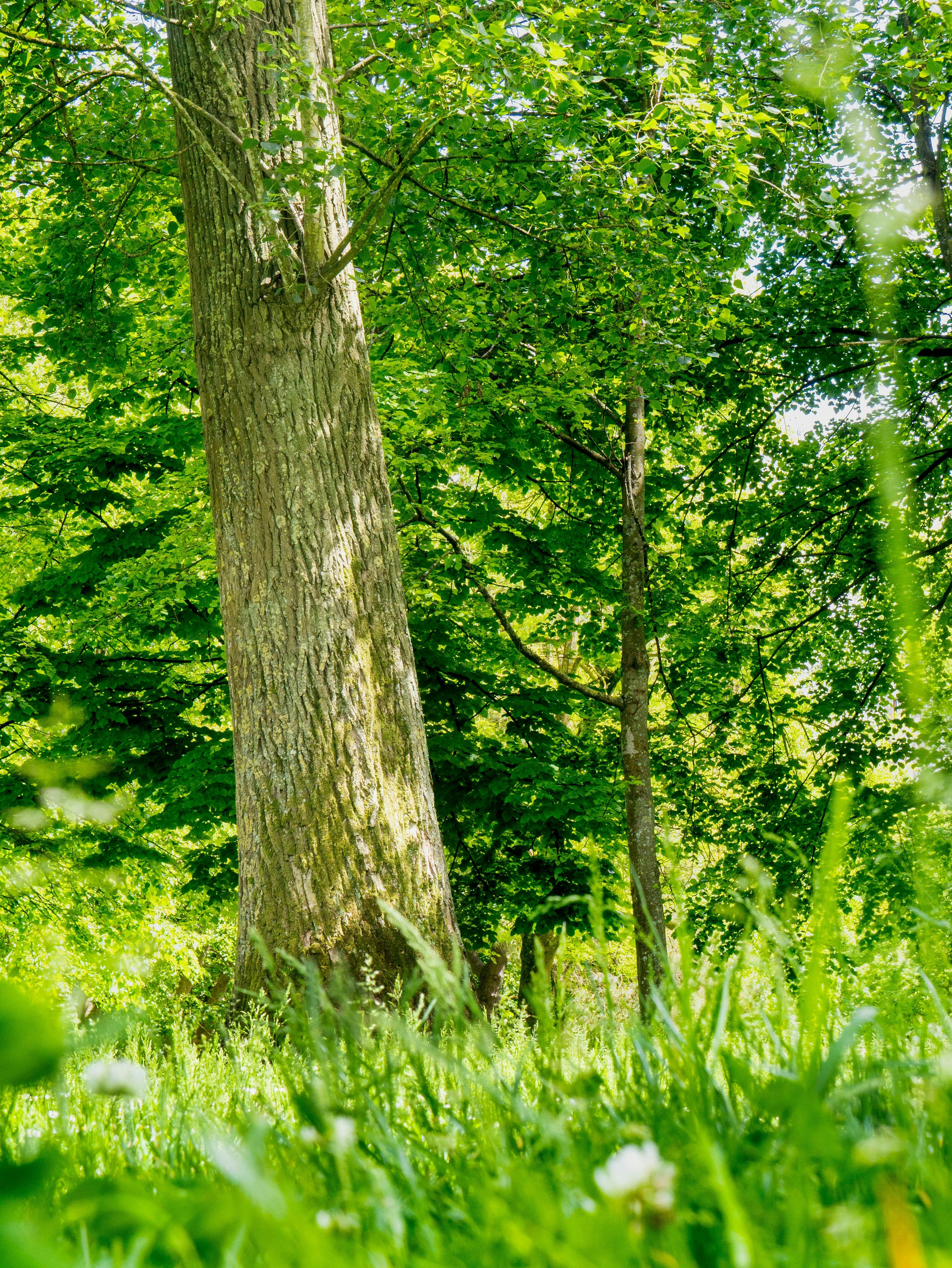 Gratuit Scenă de pădure însorită cu copaci înalți și verzi, luxurianți, și iarbă într-un cadru senin. Fotografie de stoc