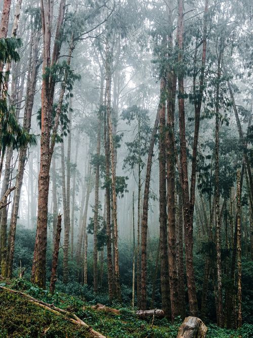 Free A serene misty forest scene featuring tall eucalyptus trees, ideal for nature themes. Stock Photo