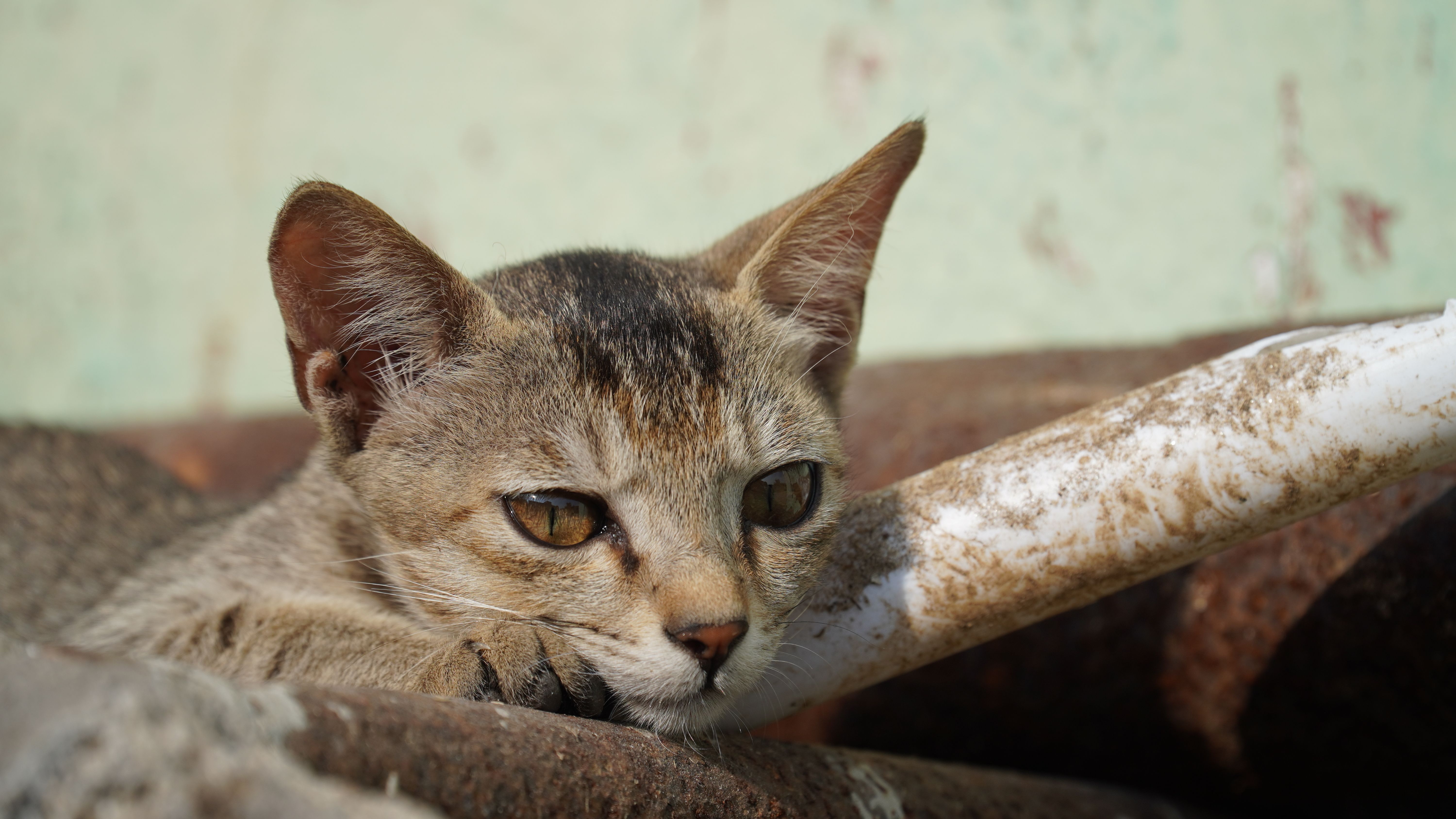 Portrait of a cat at a veterinary clinic