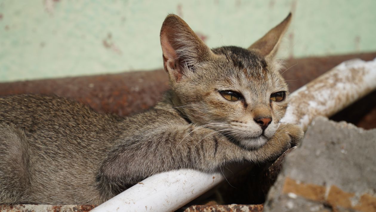 Relaxed Domestic Cat in Rustic Setting · Free Stock Photo