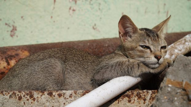 A domestic cat lounging on a rusty pipe in Jamshedpur, capturing outdoor tranquility.