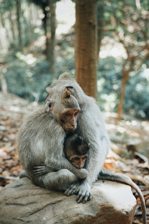 Macacos Sentados Na Rocha