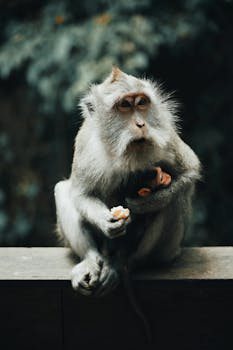 一只猕猴坐在自然环境中的木壁架上，安静地吃着水果，展现了野生动物的行为