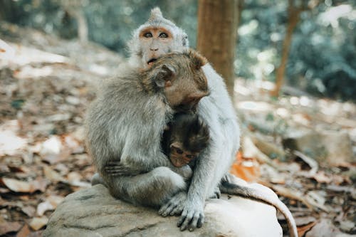 Cute family of monkeys with baby embracing while sitting on rock in tropical forest