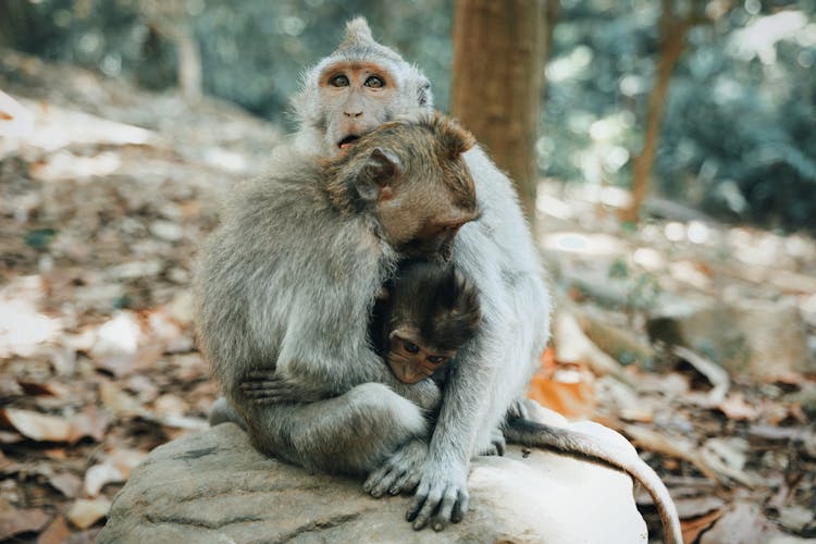 Monkey Family With Baby In Wildlife