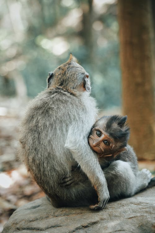 Foco Raso Fotografia De Dois Primatas Perto De Uma árvore