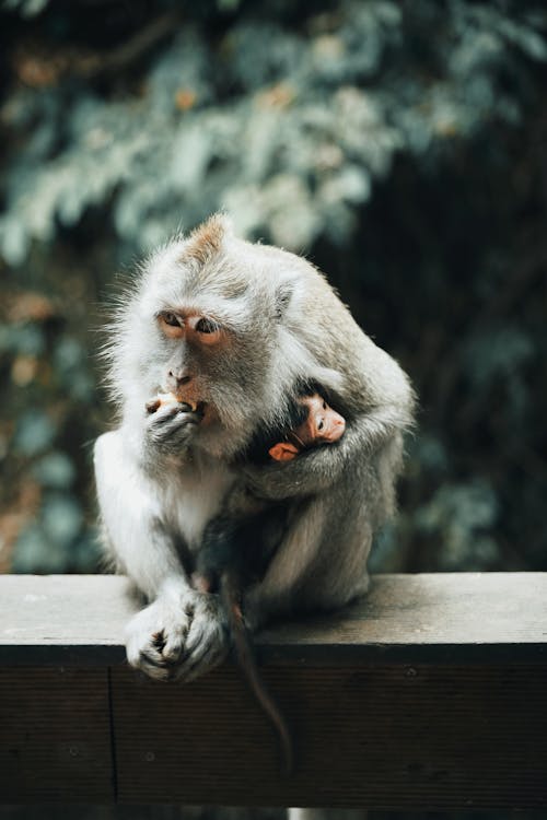 Macaco Cinza Sentado Na Superfície De Concreto Cinza