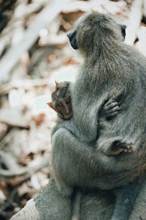 無料 灰色の猿 写真素材