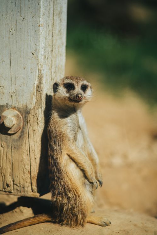 Free Adorable meerkat standing upright against a post on a sunny day outdoors. Stock Photo