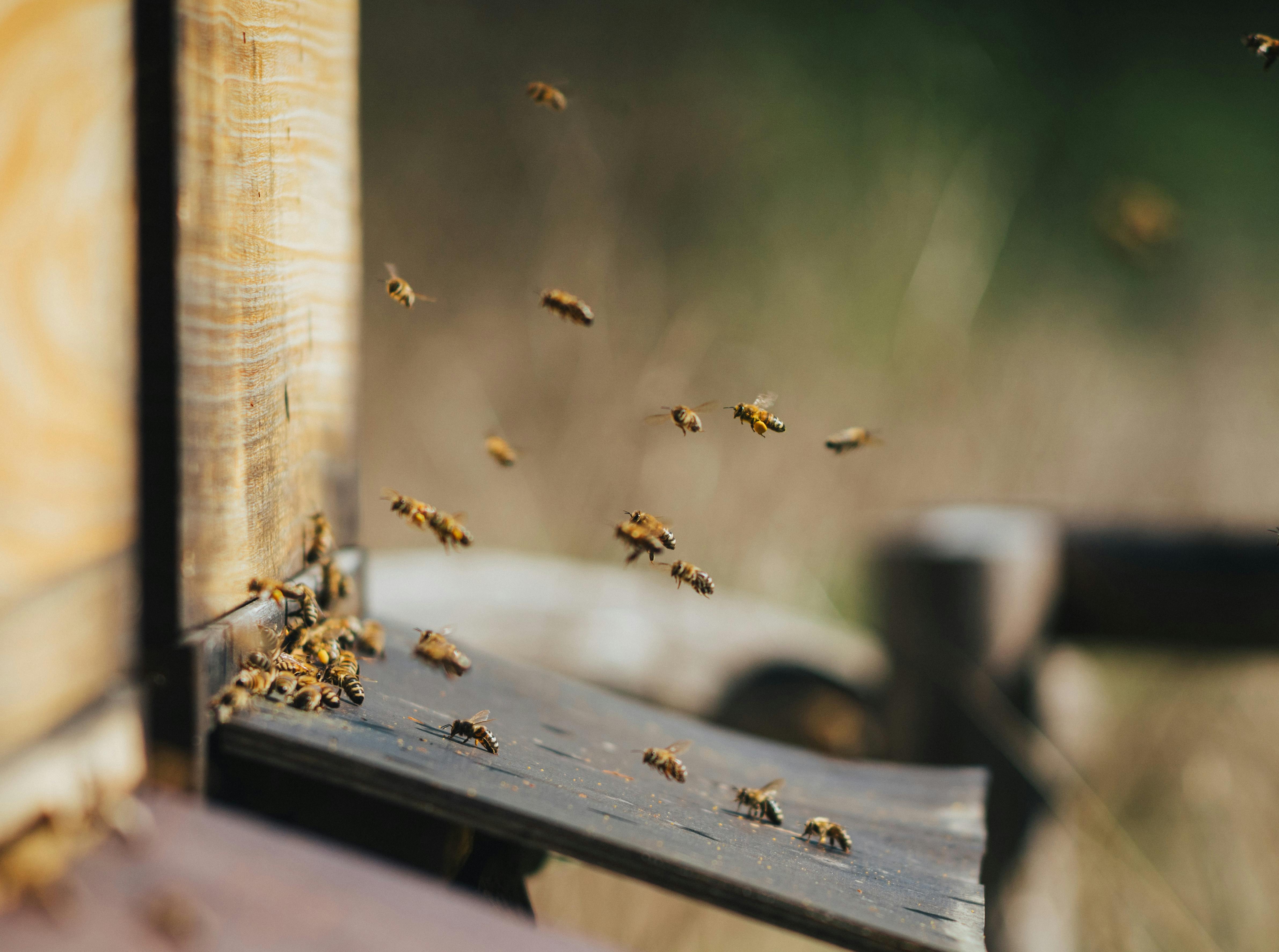 A close-up of a bee hive with numerous bees actively flying around in an outdoor setting.