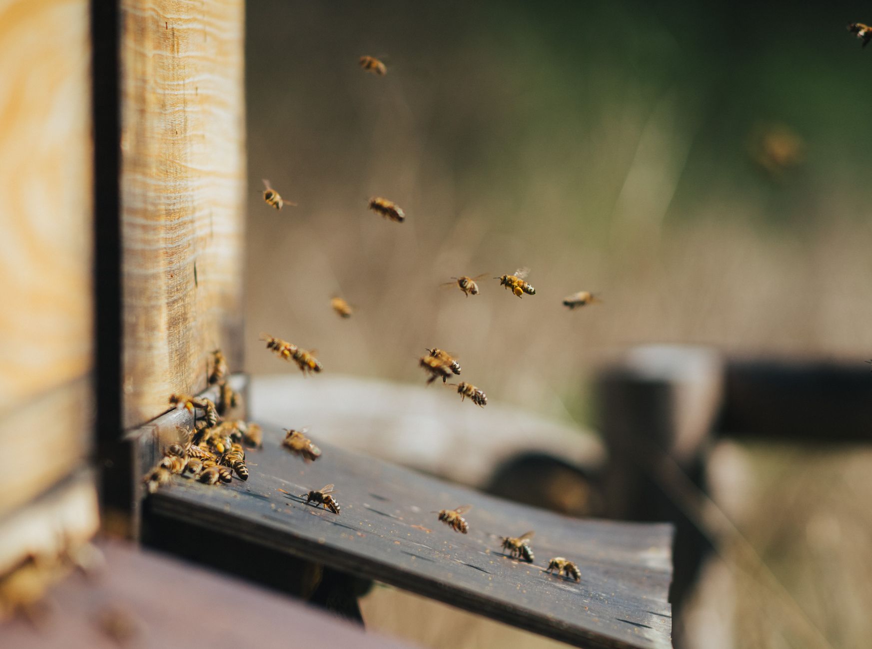 Millions of Bees Thrive in New York Cemetery