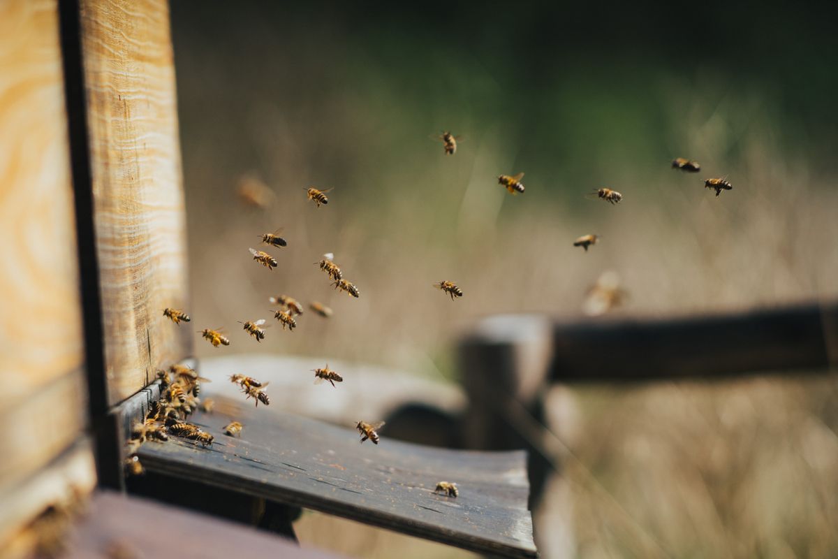 IA et abeilles : la tech au service de la biodiversité
