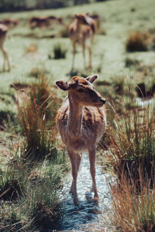 Free Captivating image of a young deer standing in a lush green meadow, surrounded by tall grasses. Stock Photo