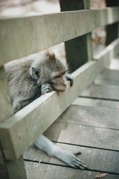 フェンスの上の猿