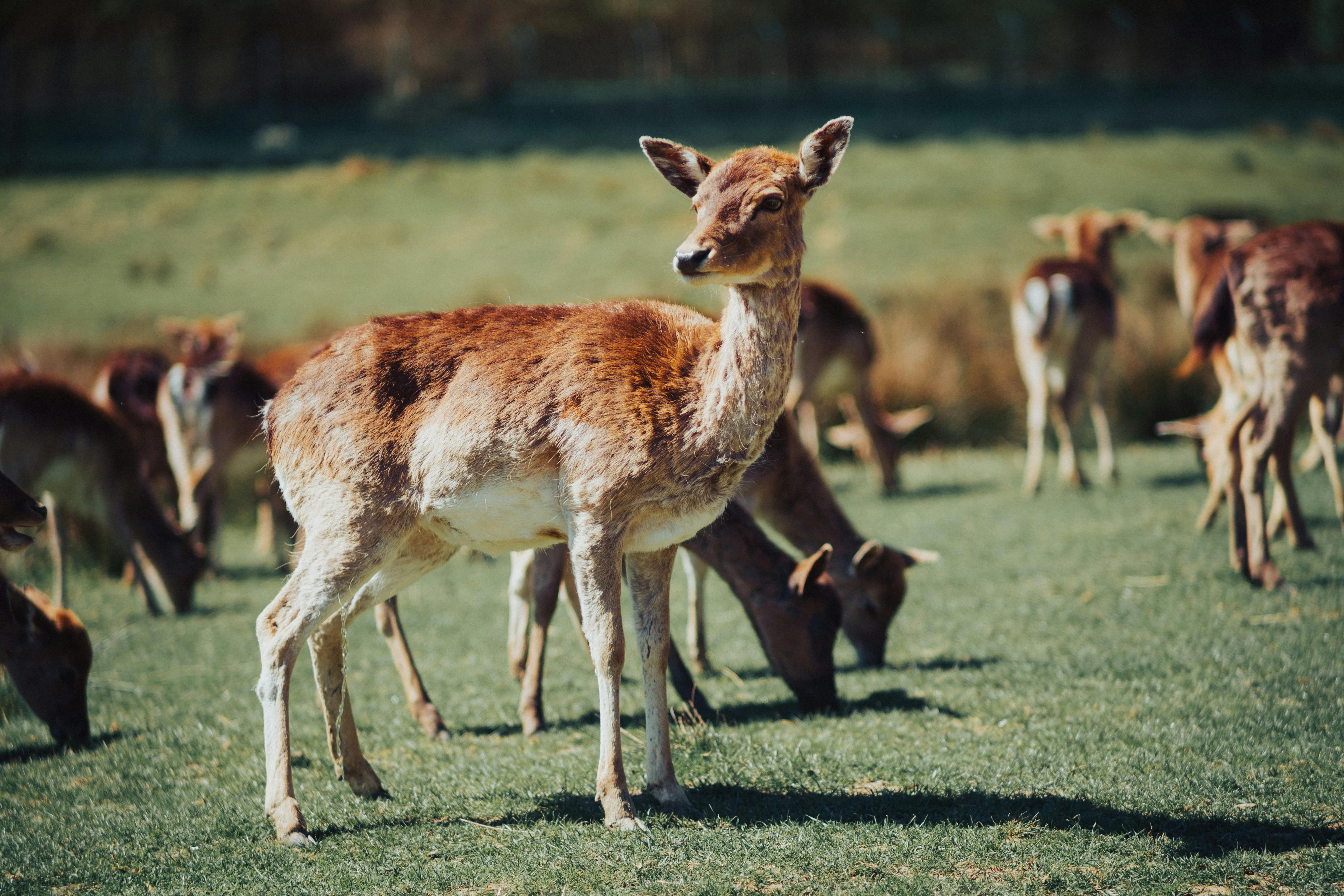 A serene scene of a deer herd grazing peacefully under the sun in a lush grassland.